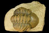 Partially Enrolled Reedops Trilobite - Atchana, Morocco #161452-2